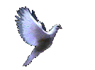flyingdove.gif (38556 bytes)